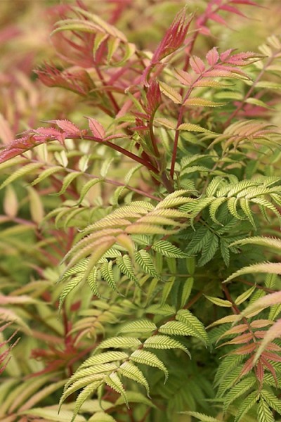 Mr Mustard Sorbaria