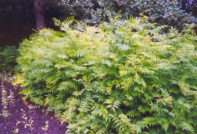 Mr Mustard Sorbaria