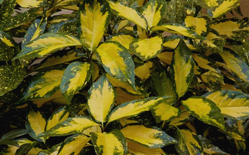 Picturata Aucuba