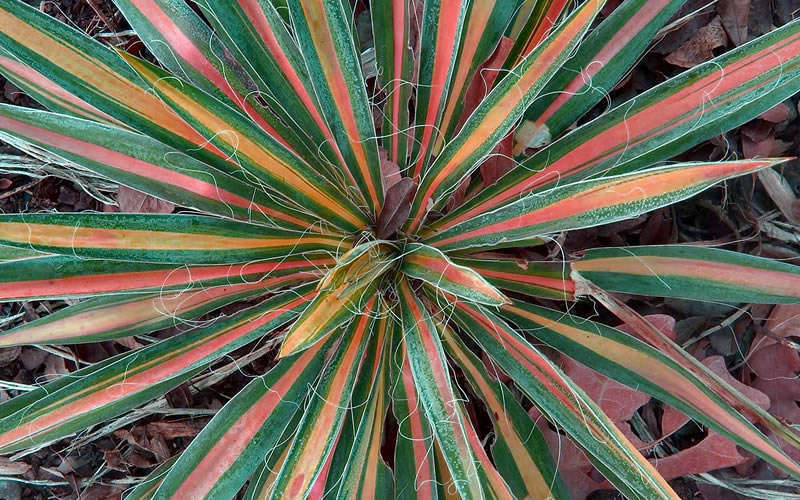 Color Guard Yucca