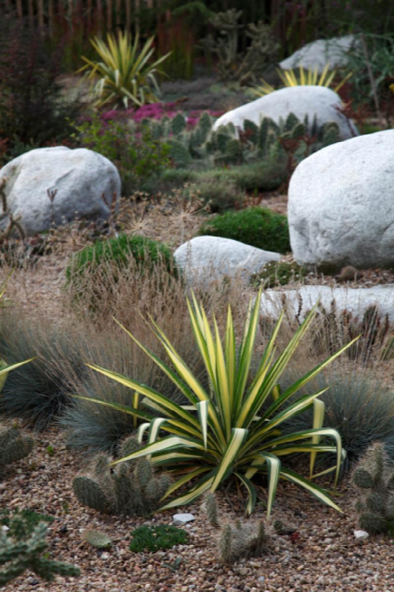 Color Guard Yucca