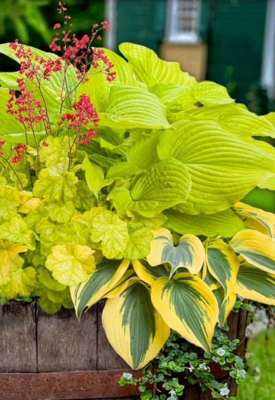 Coast To Coast Hosta Lily