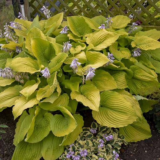 Coast To Coast Hosta Lily