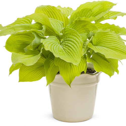 Coast To Coast Hosta Lily