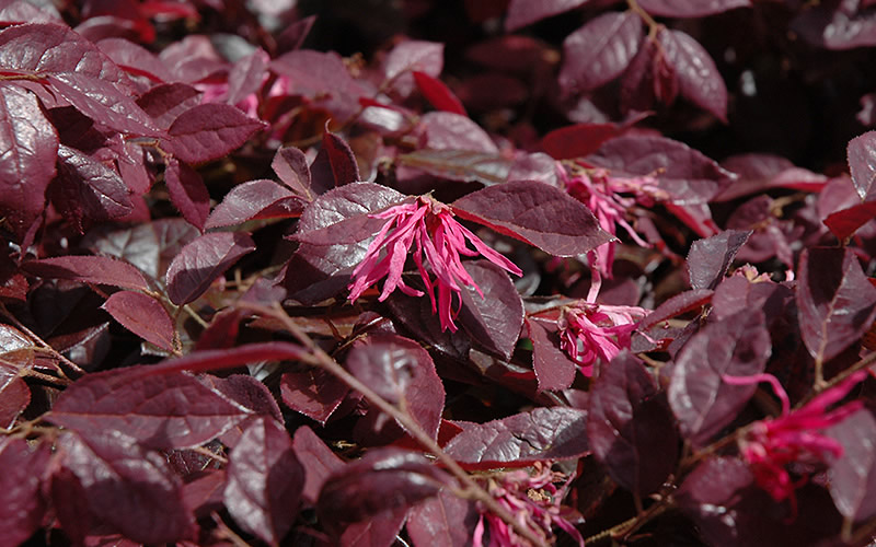 Plum Delight Loropetalum