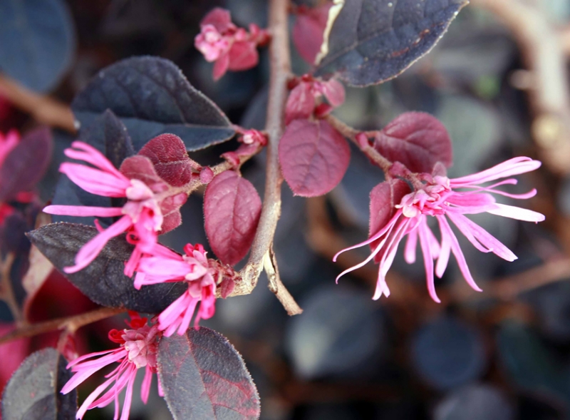 Plum Delight Loropetalum