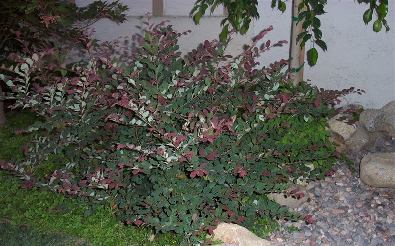 Plum Delight Loropetalum