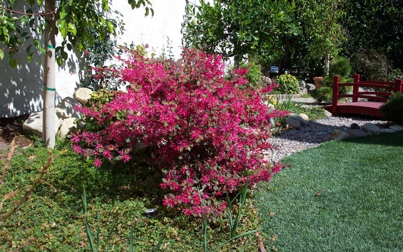 Plum Delight Loropetalum