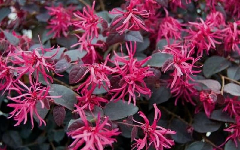 Plum Delight Loropetalum