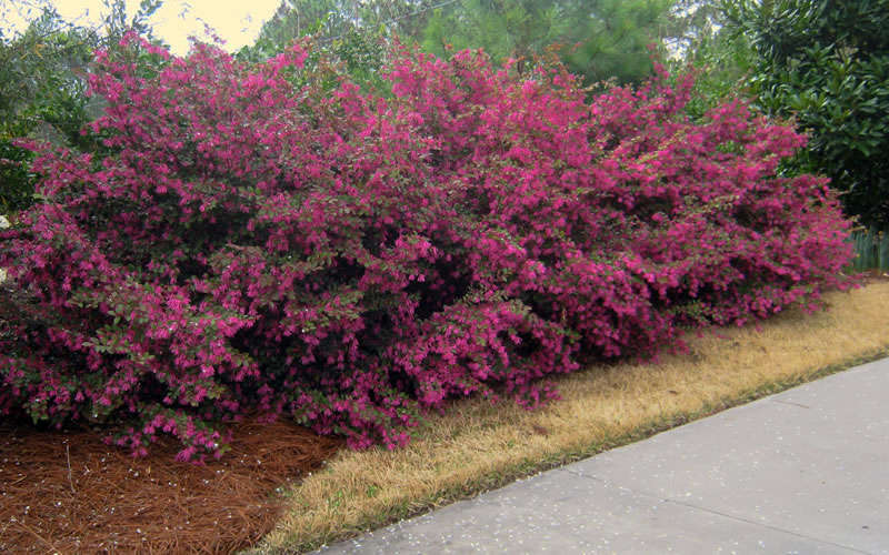 Plum Delight Loropetalum