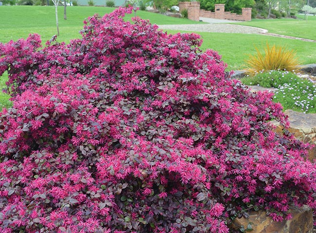 Plum Delight Loropetalum