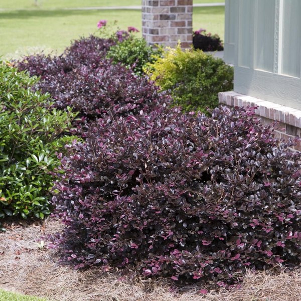 Plum Delight Loropetalum
