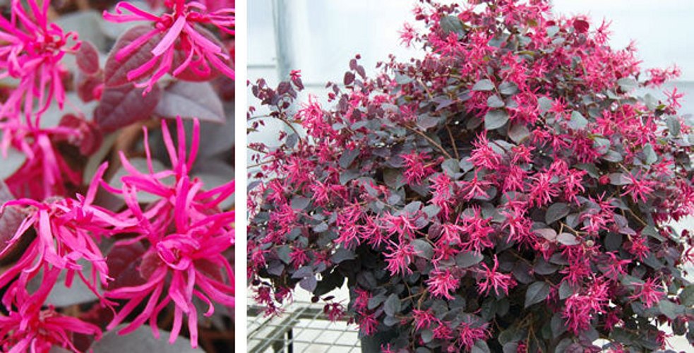 Plum Delight Loropetalum
