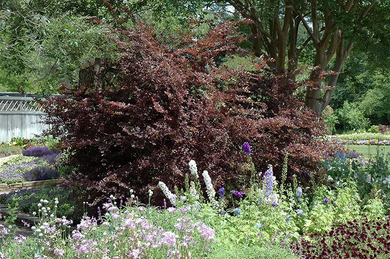 Plum Delight Loropetalum