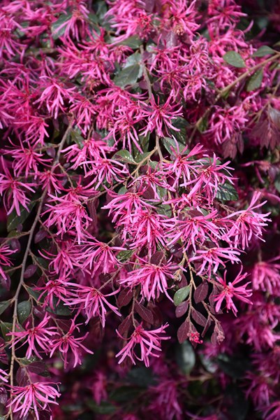 Plum Delight Loropetalum