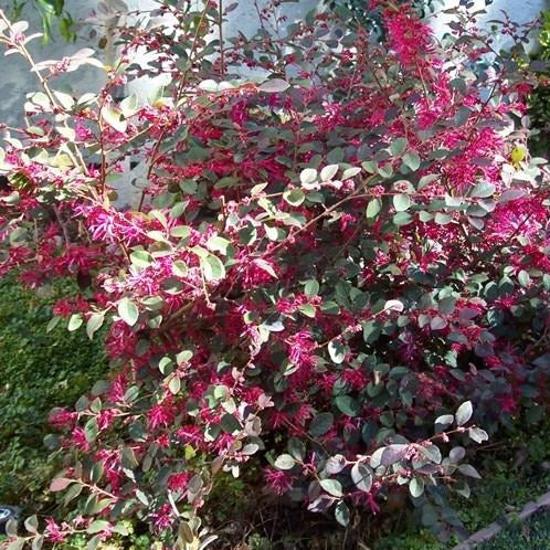 Plum Delight Loropetalum