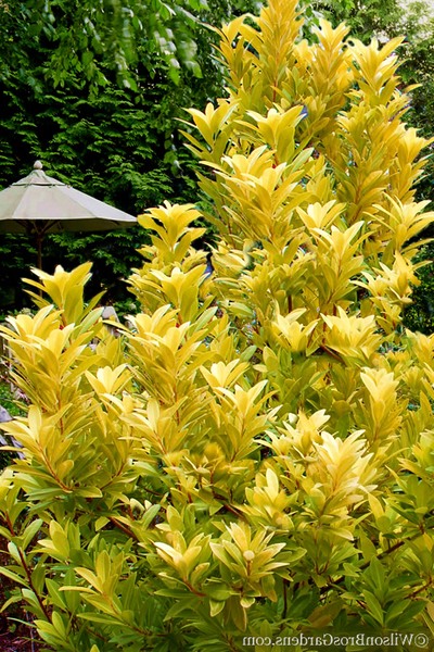 Florida Sunshine Anise