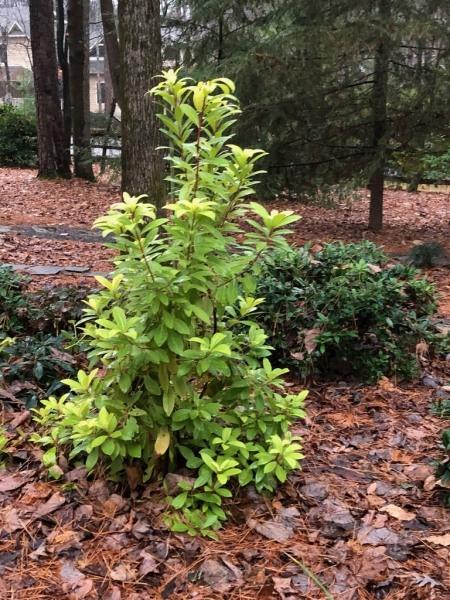 Florida Sunshine Anise