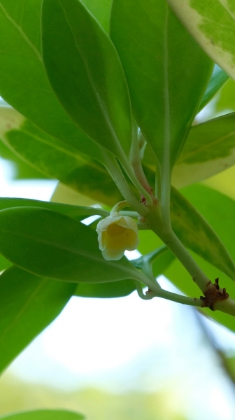 Florida Sunshine Anise