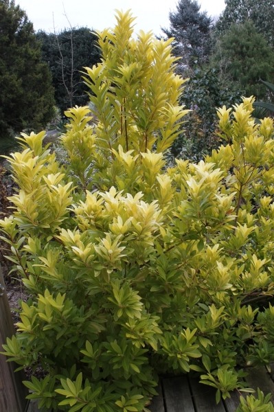 Florida Sunshine Anise