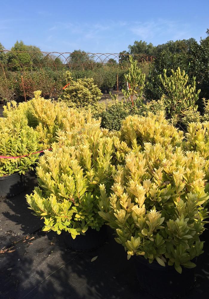 Florida Sunshine Anise