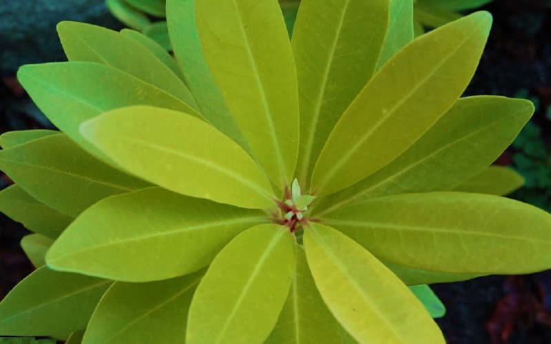 Florida Sunshine Anise