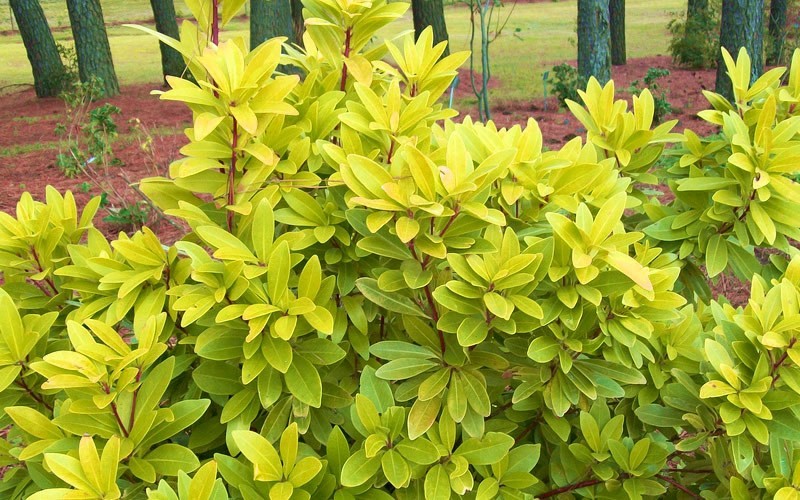 Florida Sunshine Anise