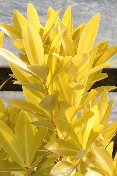 Florida Sunshine Anise