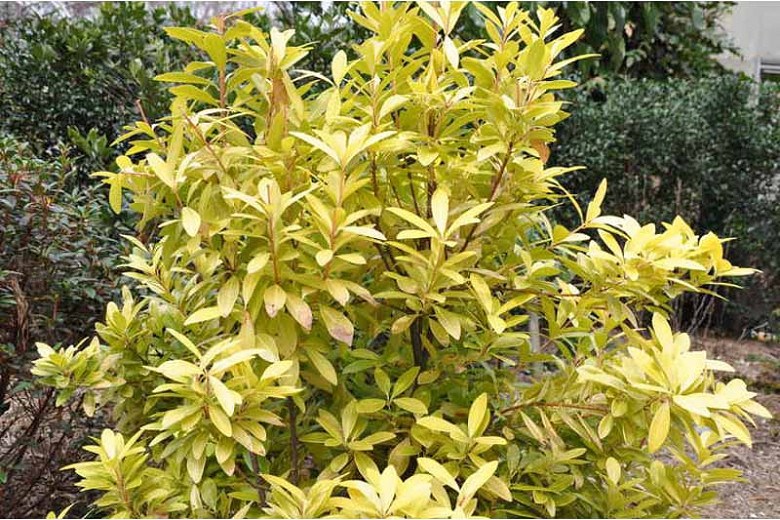Florida Sunshine Anise