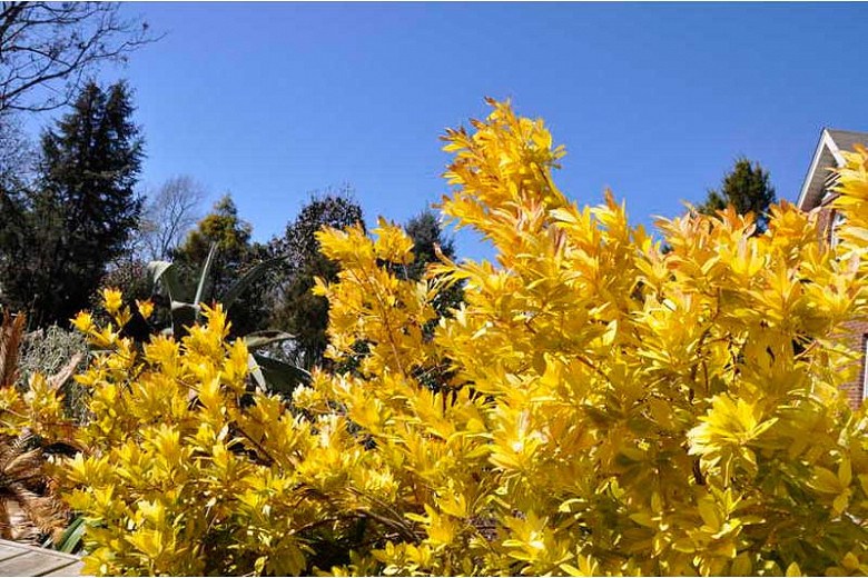 Florida Sunshine Anise