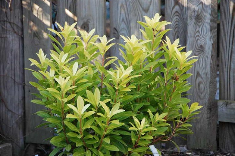 Florida Sunshine Anise