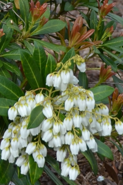Mountain Snow Pieris