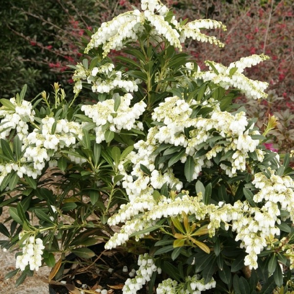Mountain Snow Pieris