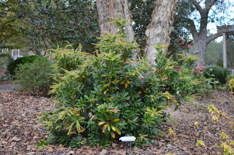 Mountain Snow Pieris