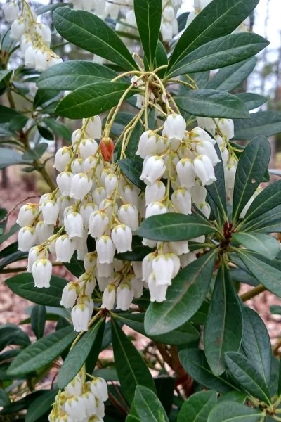 Mountain Snow Pieris