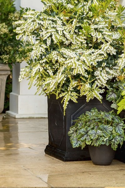 Mountain Snow Pieris