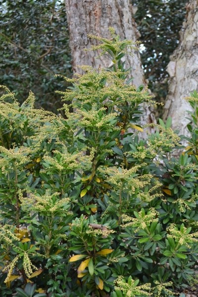 Mountain Snow Pieris