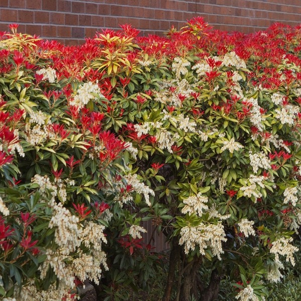 Mountain Snow Pieris