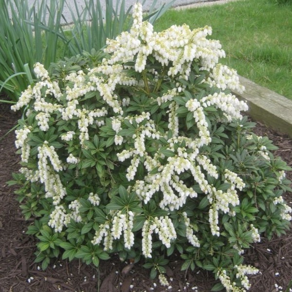 Mountain Snow Pieris