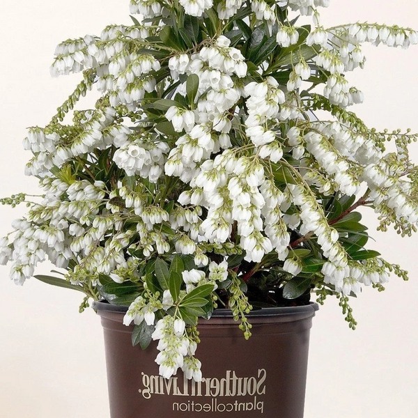 Mountain Snow Pieris