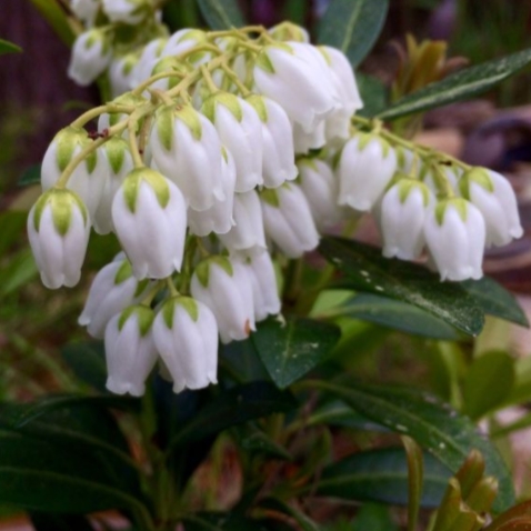 Mountain Snow Pieris