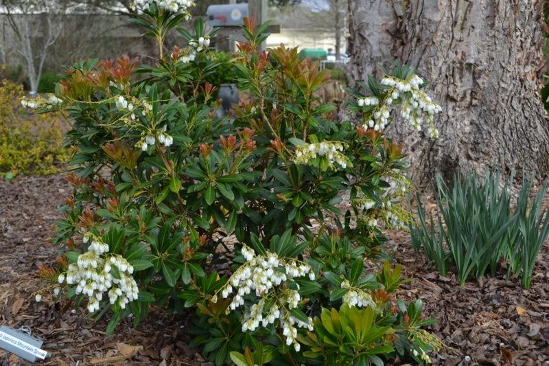 Mountain Snow Pieris