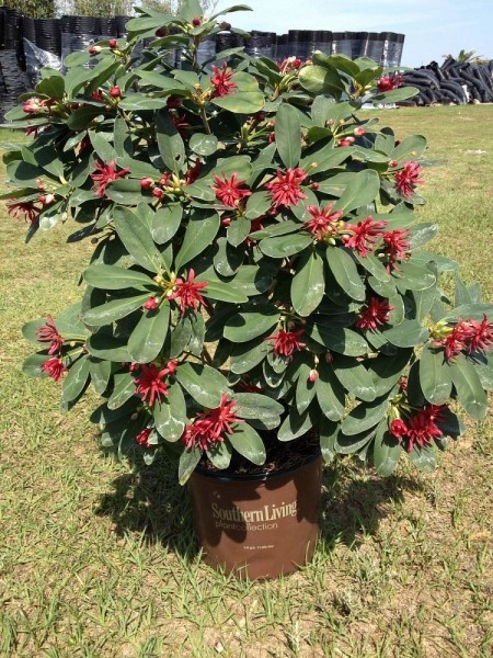 Miss Scarlett Florida Anise