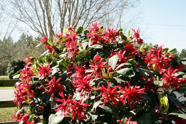 Miss Scarlett Florida Anise