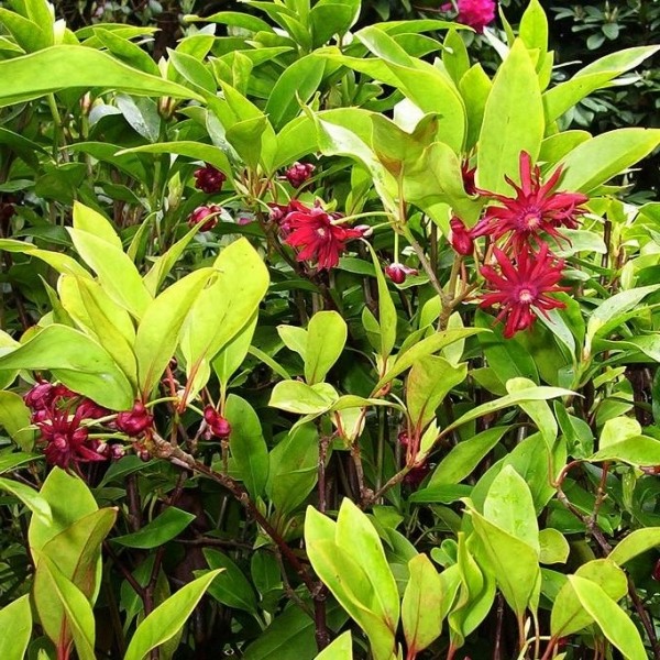 Miss Scarlett Florida Anise