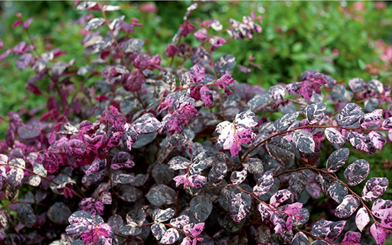 Jazz Hands Variegated Loropetalum