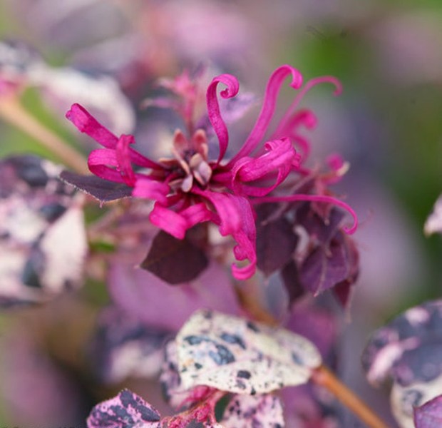 Jazz Hands Variegated Loropetalum