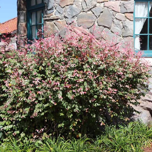 Jazz Hands Variegated Loropetalum