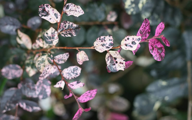 Jazz Hands Variegated Loropetalum