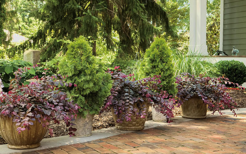 Jazz Hands Variegated Loropetalum